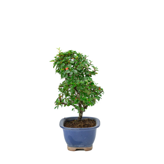 Shohin Bonsai Cotoneaster blauwe rechthoekige pot met afgeronde hoeken 12cm, hoogte ~26cm