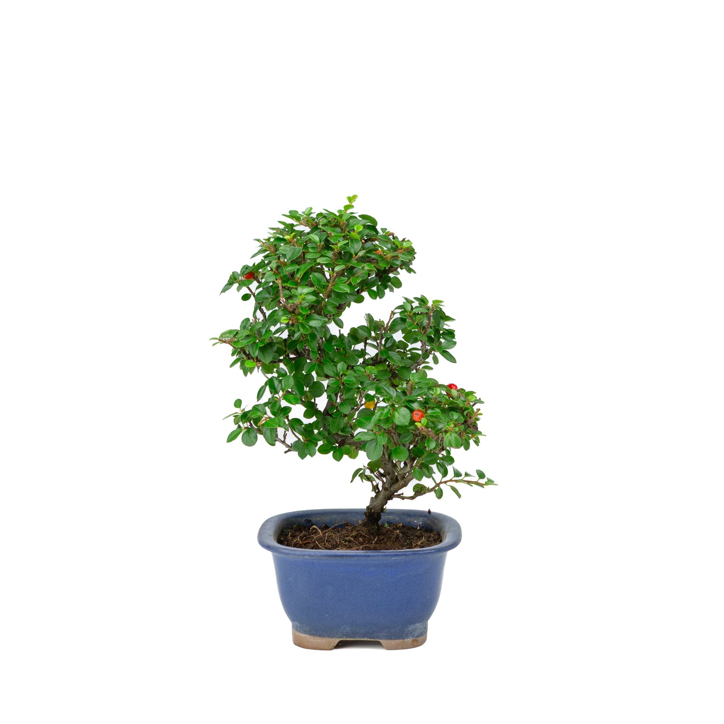 Shohin Bonsai Cotoneaster blauwe rechthoekige pot met afgeronde hoeken 12cm, hoogte ~26cm