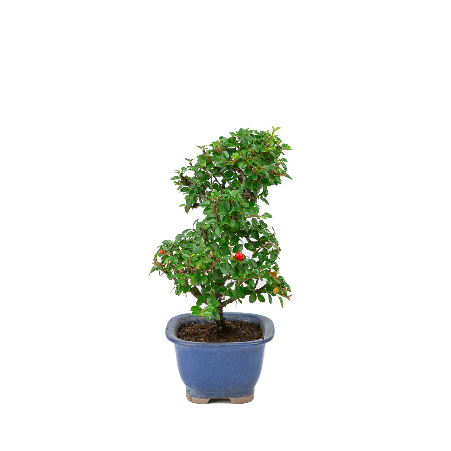 Shohin Bonsai Cotoneaster blauwe rechthoekige pot met afgeronde hoeken 12cm, hoogte ~26cm