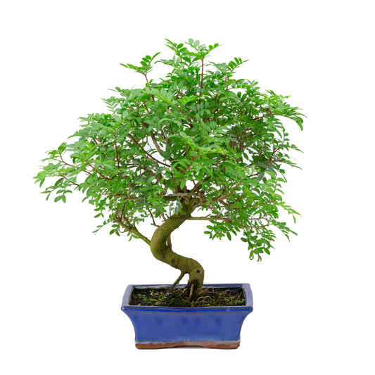 Bonsai Pistacia blauwe rechthoekige pot 20cm, hoogte ~40cm
