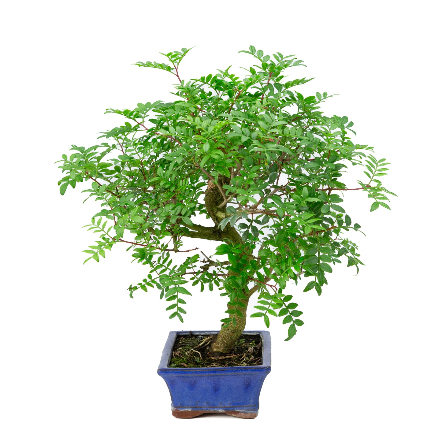 Bonsai Pistacia blauwe rechthoekige pot 20cm, hoogte ~40cm