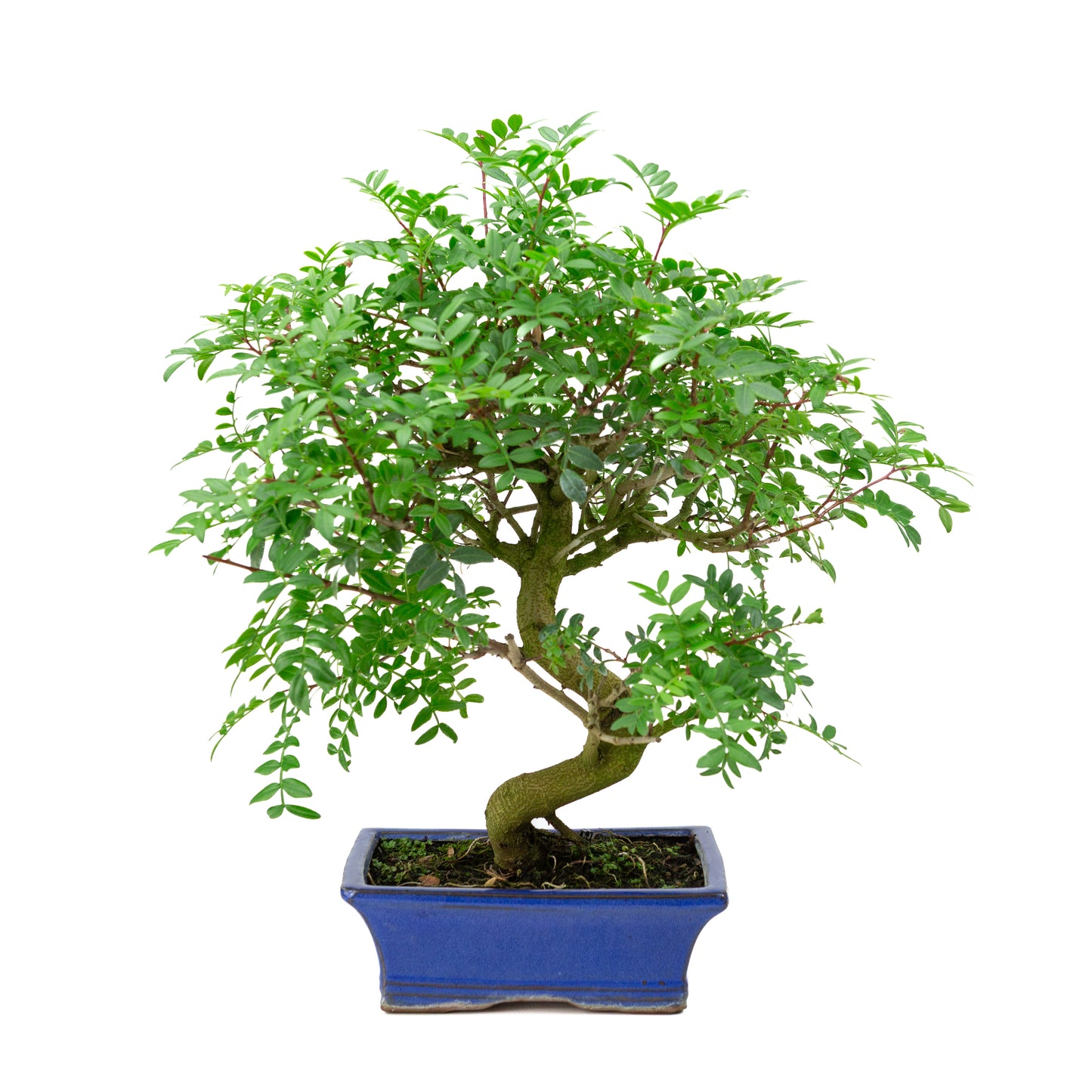 Bonsai Pistacia blauwe rechthoekige pot 20cm, hoogte ~40cm