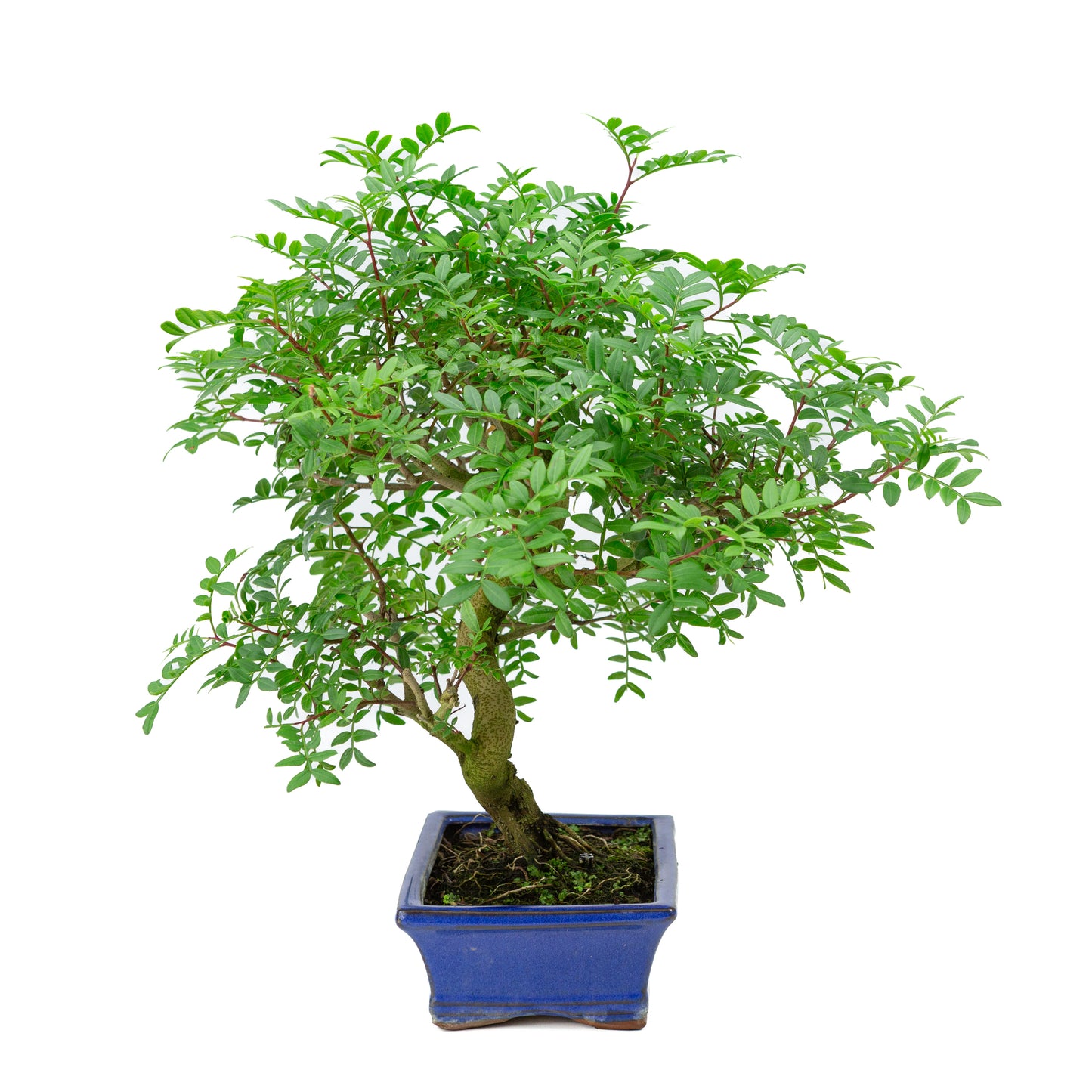 Bonsai Pistacia blauwe rechthoekige pot 20cm, hoogte ~40cm