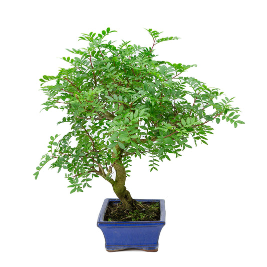 Bonsai Pistacia blauwe rechthoekige pot 20cm, hoogte ~40cm