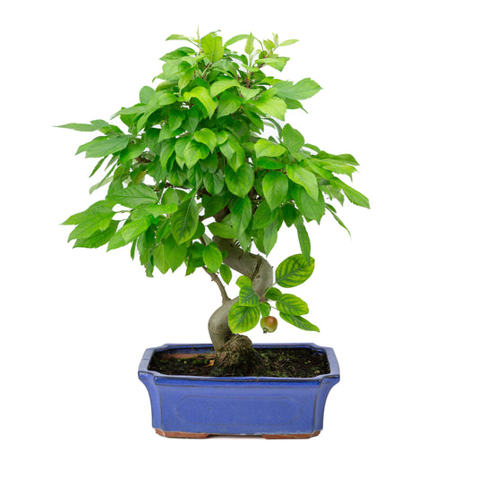 Malus halliana pot rectangulaire bleu 24 cm, hauteur ~45 cm