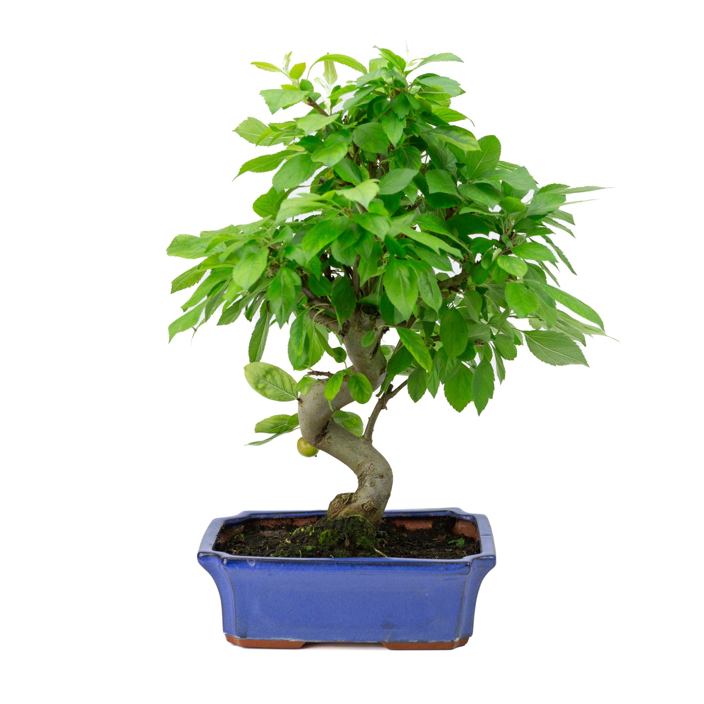 Malus halliana pot rectangulaire bleu 24 cm, hauteur ~45 cm