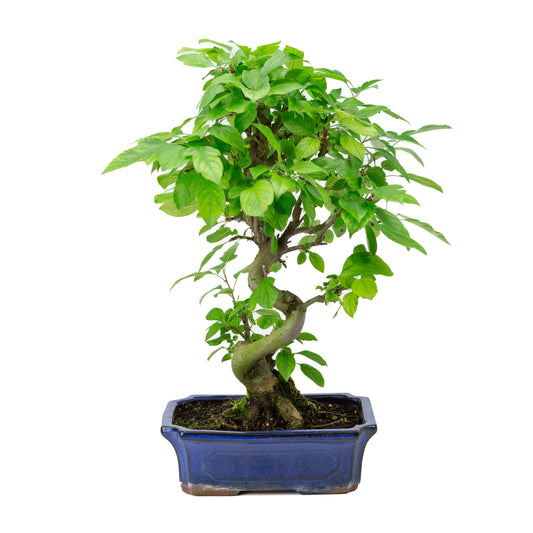 Malus halliana pot rectangulaire bleu 24 cm, hauteur ~45 cm