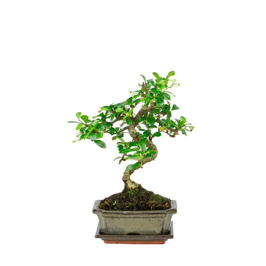 Carmona Bonsai in groene pot 15cm, hoogte ~30cm