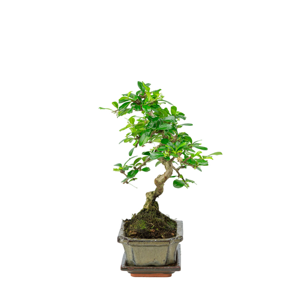 Carmona Bonsai dans un pot vert 15 cm, hauteur ~30 cm