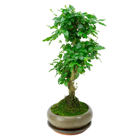 Ligustrum sinensis Bonsai in groene pot 29cm, hoogte ~45cm