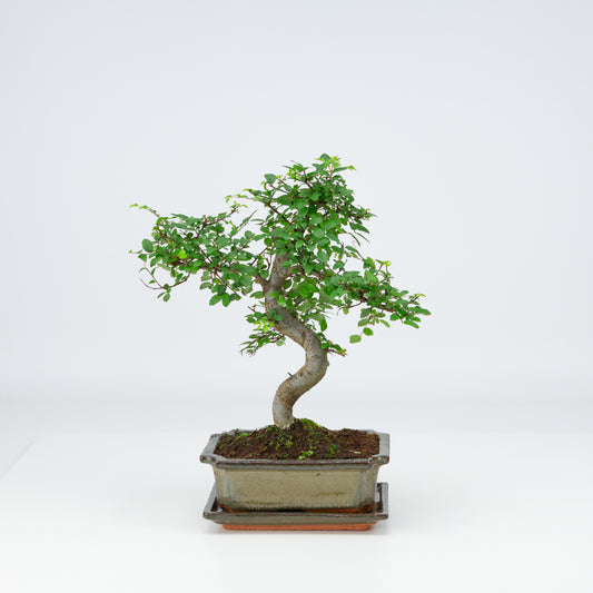 Zelkova Bonsai in groene pot 20cm, hoogte ~35cm