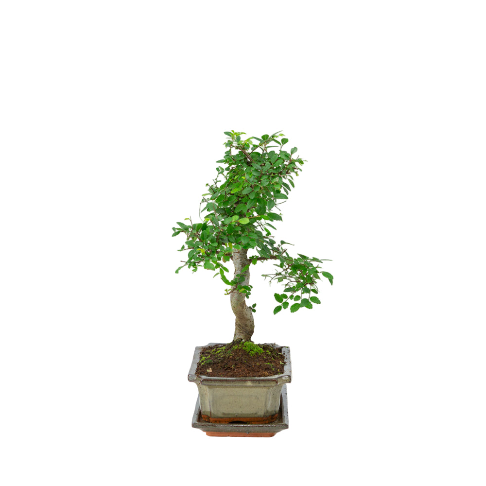 Bonsaï Zelkova dans un pot vert 20 cm, hauteur ~35 cm