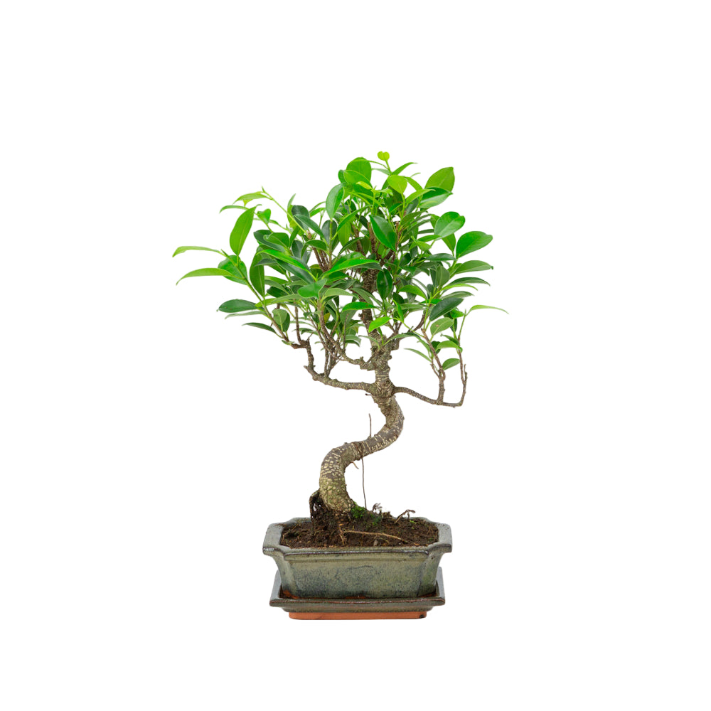 Ficus retusa Bonsaï dans un pot vert 15 cm, hauteur ~30 cm