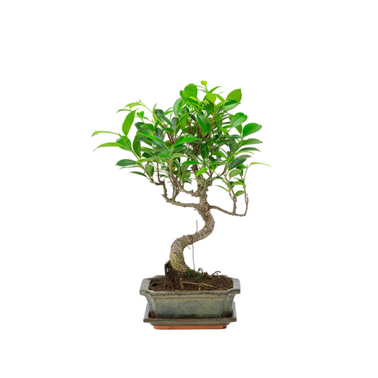 Ficus retusa Bonsai in groene pot 15cm, hoogte ~30cm