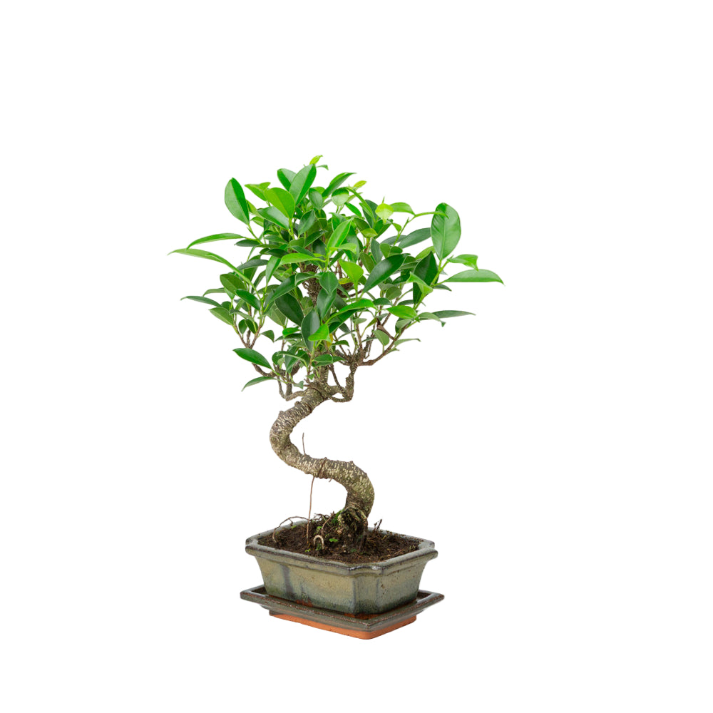Ficus retusa Bonsai im grünen Topf 15cm, Höhe ~30cm