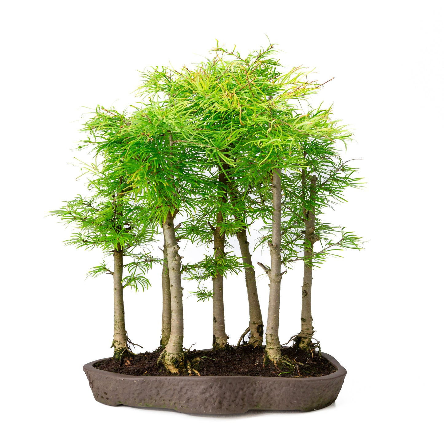 Pseudolarix amabilis bos bruine ovale pot 43cm, hoogte ~56cm