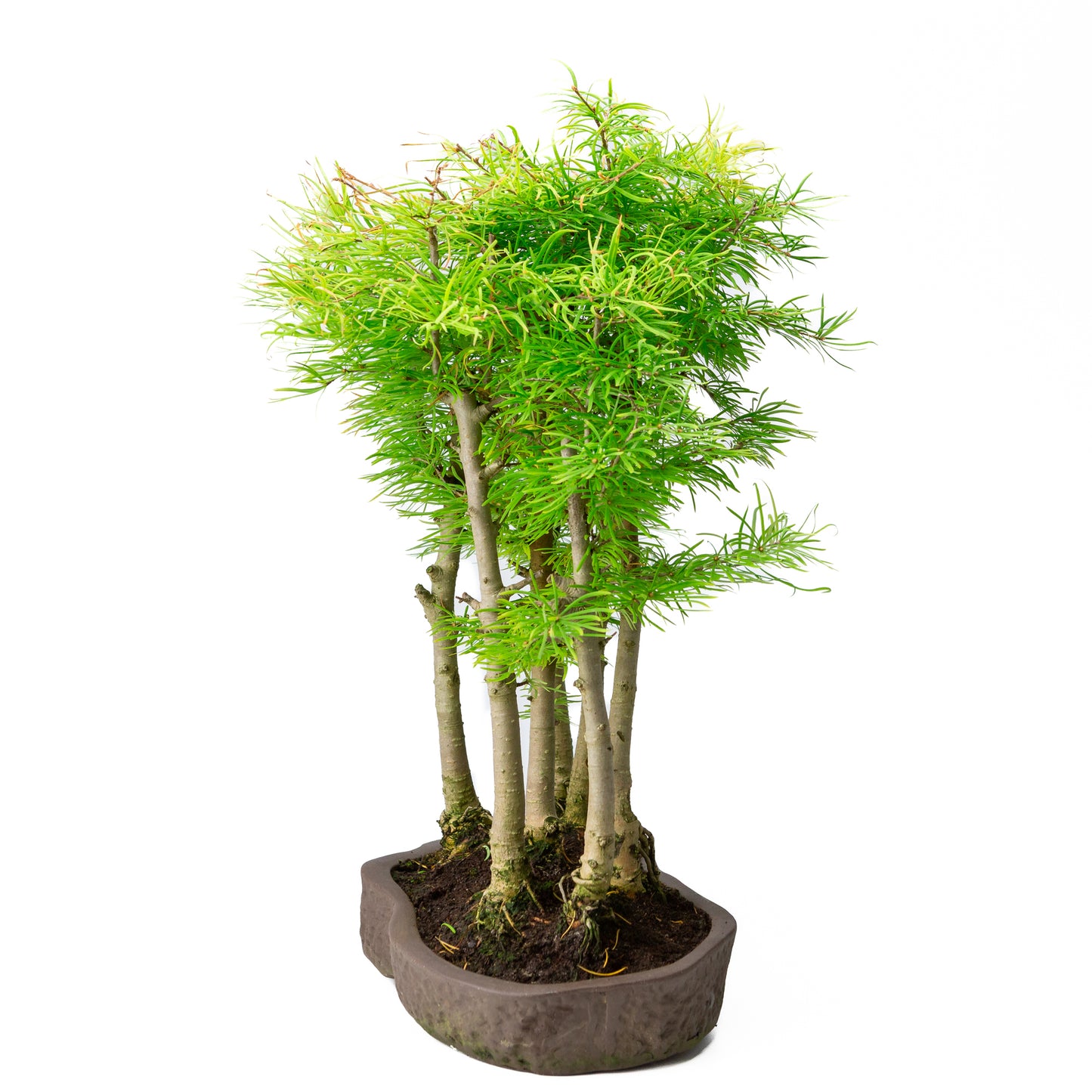 Pseudolarix amabilis bos bruine ovale pot 43cm, hoogte ~56cm