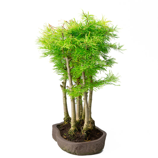 Pseudolarix amabilis bos bruine ovale pot 43cm, hoogte ~56cm