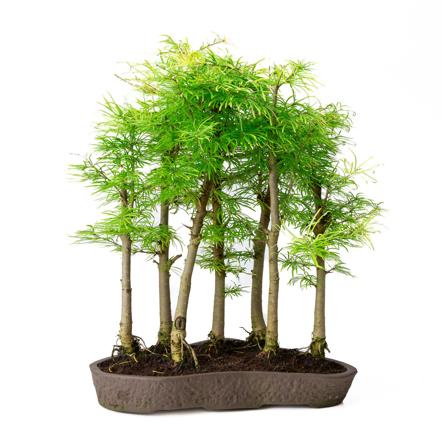 Pseudolarix amabilis bos bruine ovale pot 43cm, hoogte ~56cm