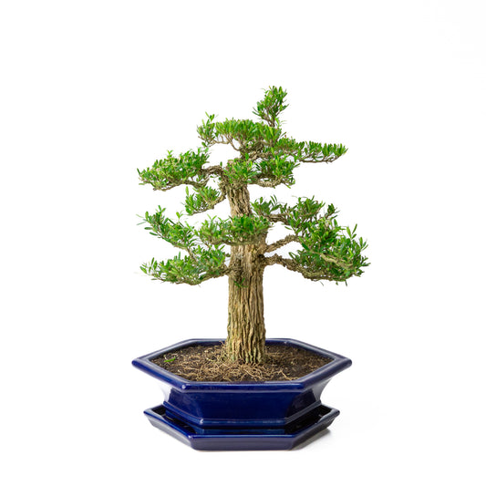 Buxus harlandii Bonsai in blauwe pot 28 cm, hoogte ~40 cm