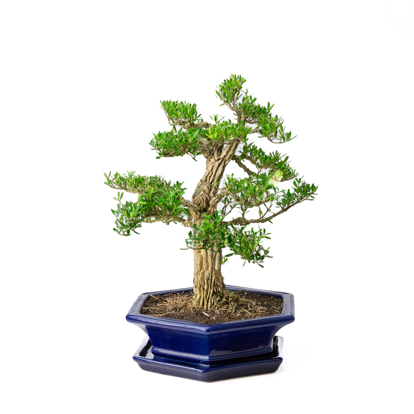 Buxus harlandii Bonsai in blauwe pot 28 cm, hoogte ~40 cm