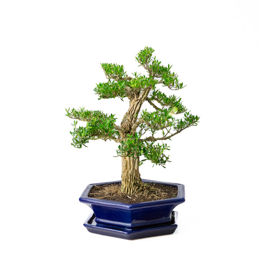 Buxus harlandii Bonsai in blauwe pot 28 cm, hoogte ~40 cm