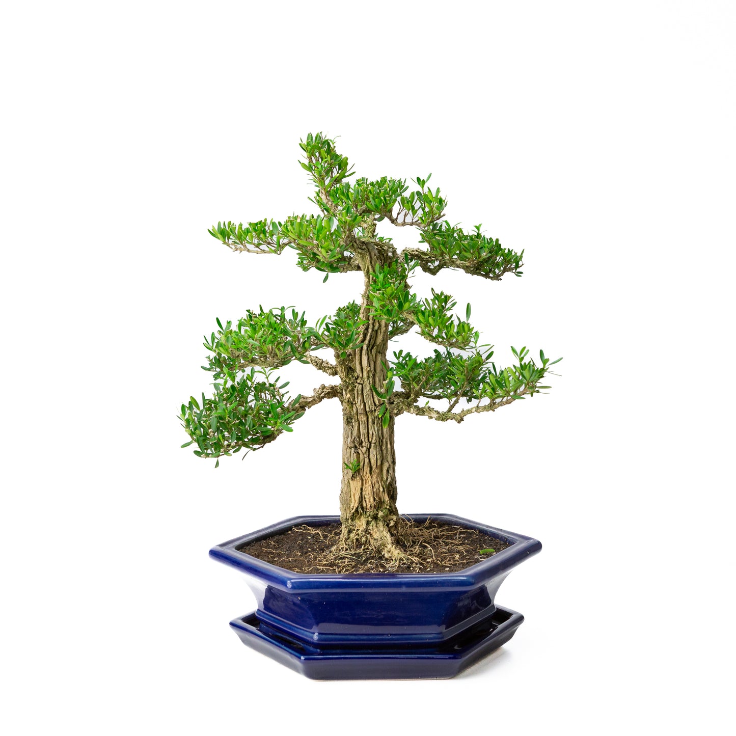 Buxus harlandii Bonsai in blauwe pot 28 cm, hoogte ~40 cm