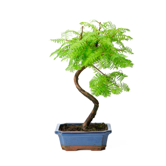 Metasequoia pot rectangulaire bleu 20 cm, hauteur 40 cm