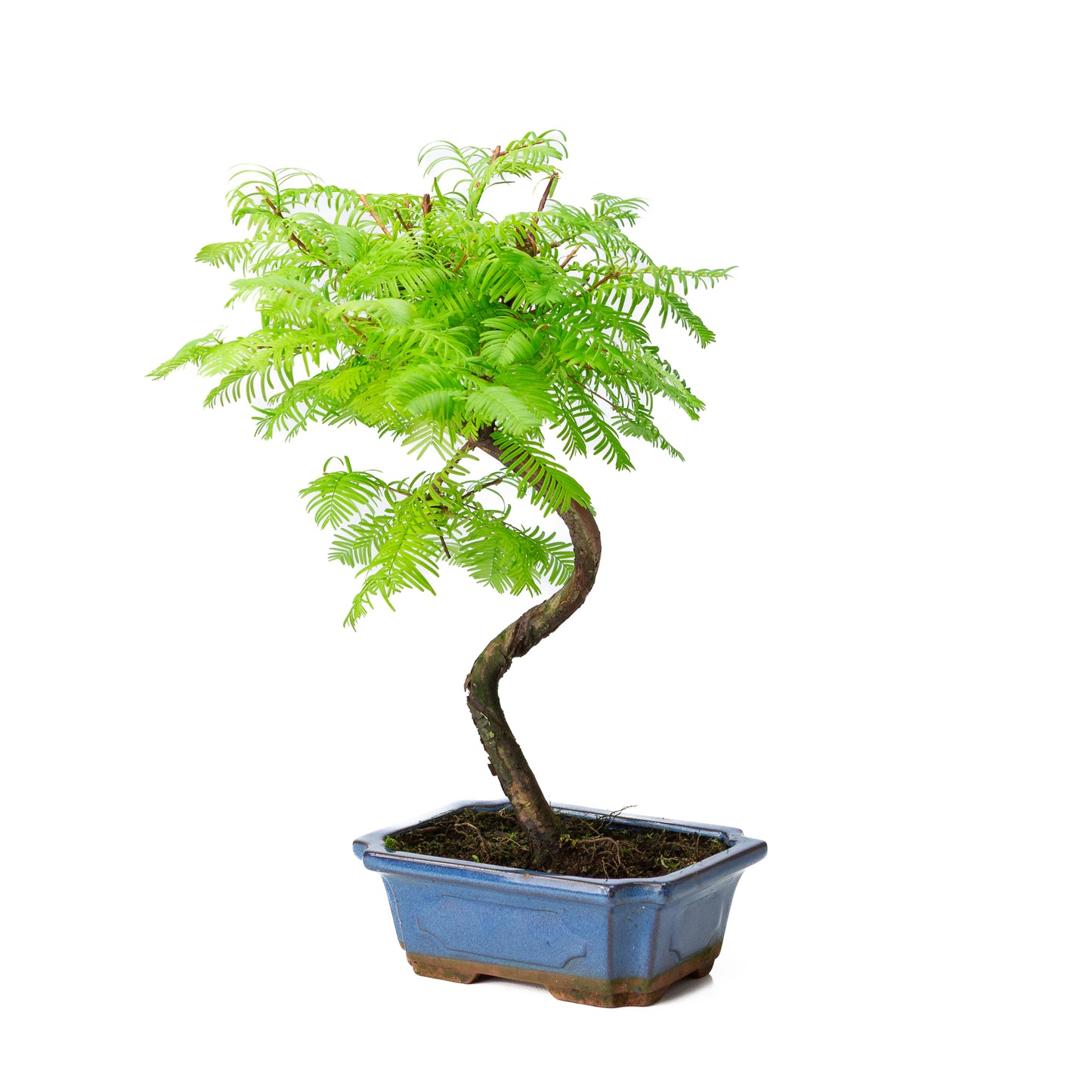 Metasequoia pot rectangulaire bleu 20 cm, hauteur 40 cm