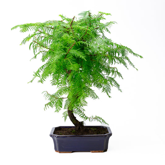 Metasequoia glyptostroboides pot 24cm, hoogte ~53cm