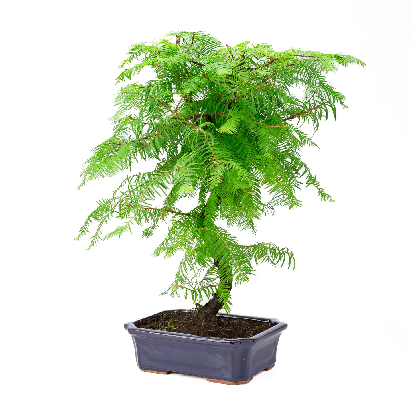 Metasequoia glyptostroboides pot 24cm, hoogte ~53cm