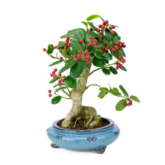 Ilex fortunei blauwe ronde pot 23cm, hoogte ~37cm