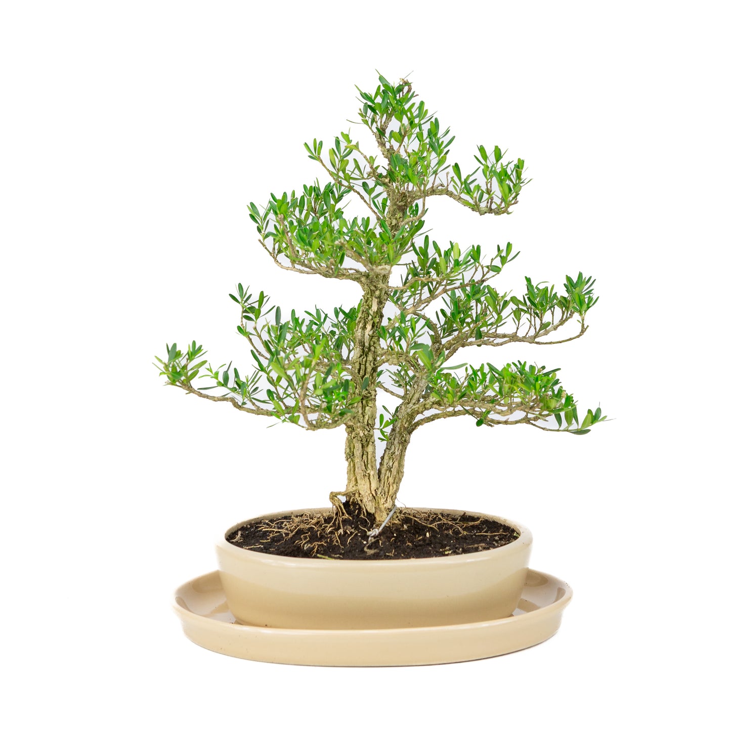 Buxus harlandii Bonsai in creme pot 21 cm, hoogte ~35cm
