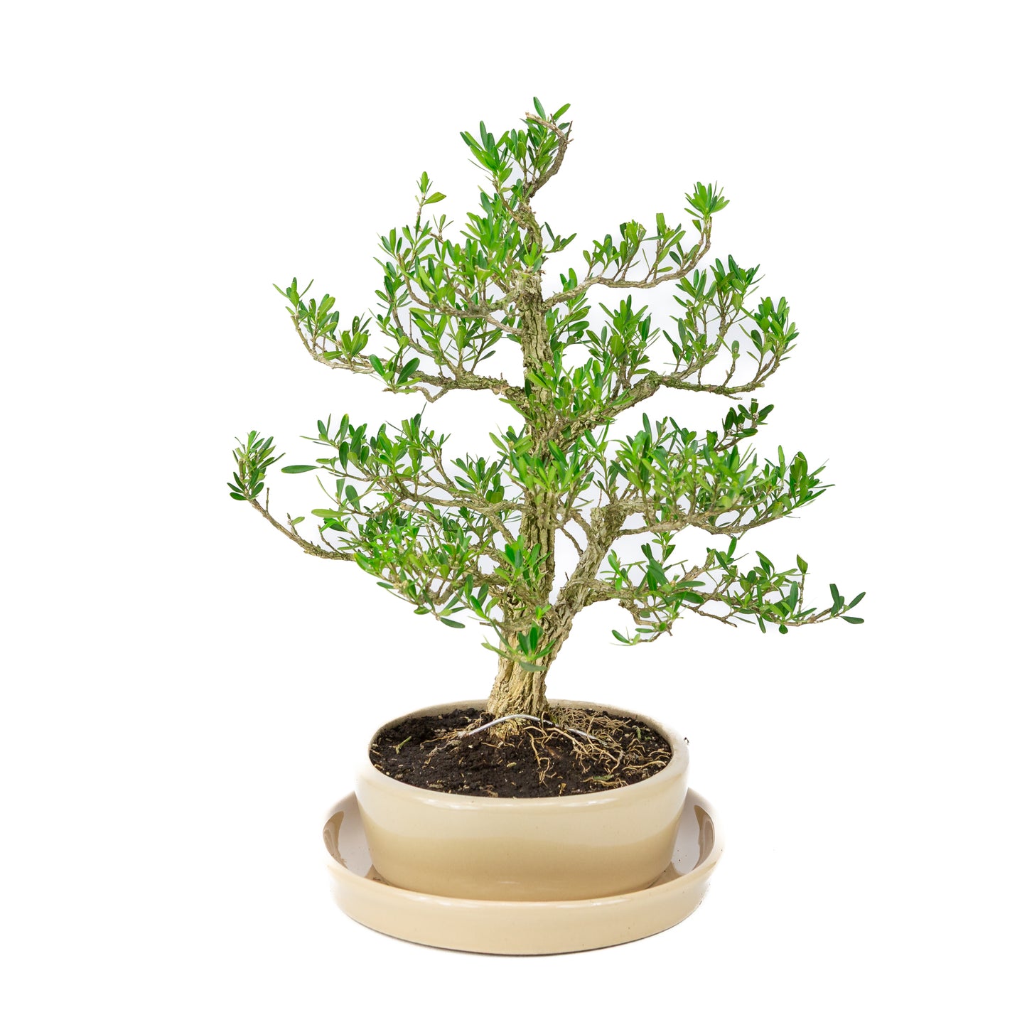 Buxus harlandii Bonsai in creme pot 21 cm, hoogte ~35cm