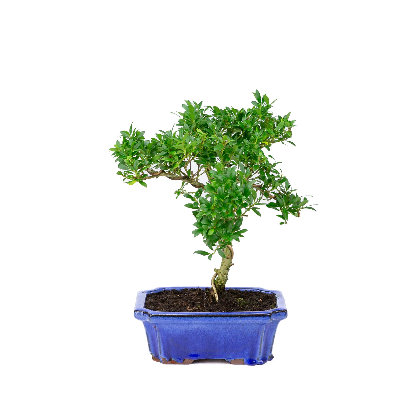 Ilex crenata pot bleu 20 cm, hauteur ~36 cm