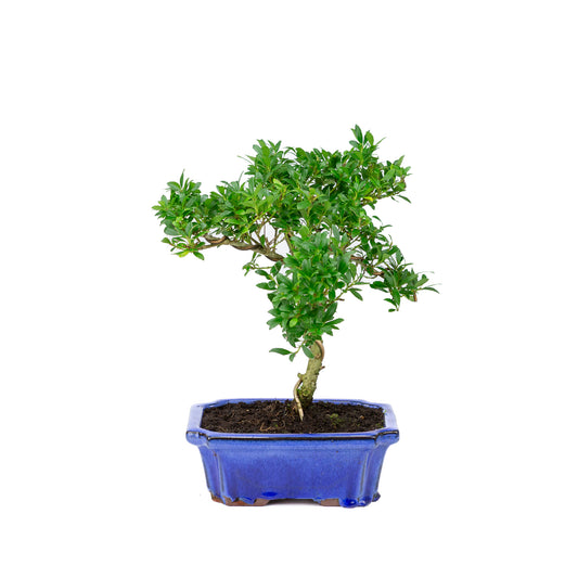 Ilex crenata pot bleu 20 cm, hauteur ~36 cm