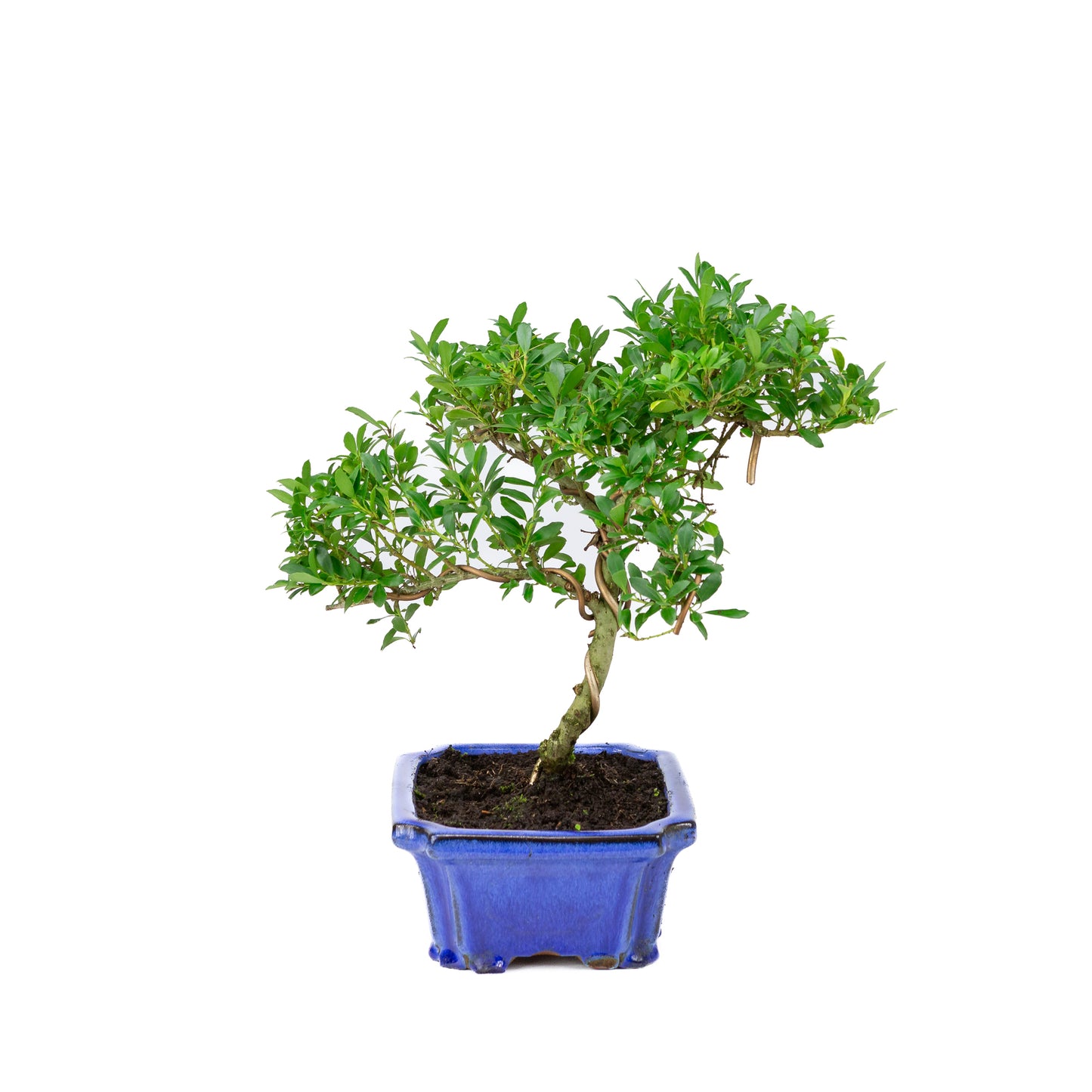 Ilex crenata pot bleu 20 cm, hauteur ~36 cm