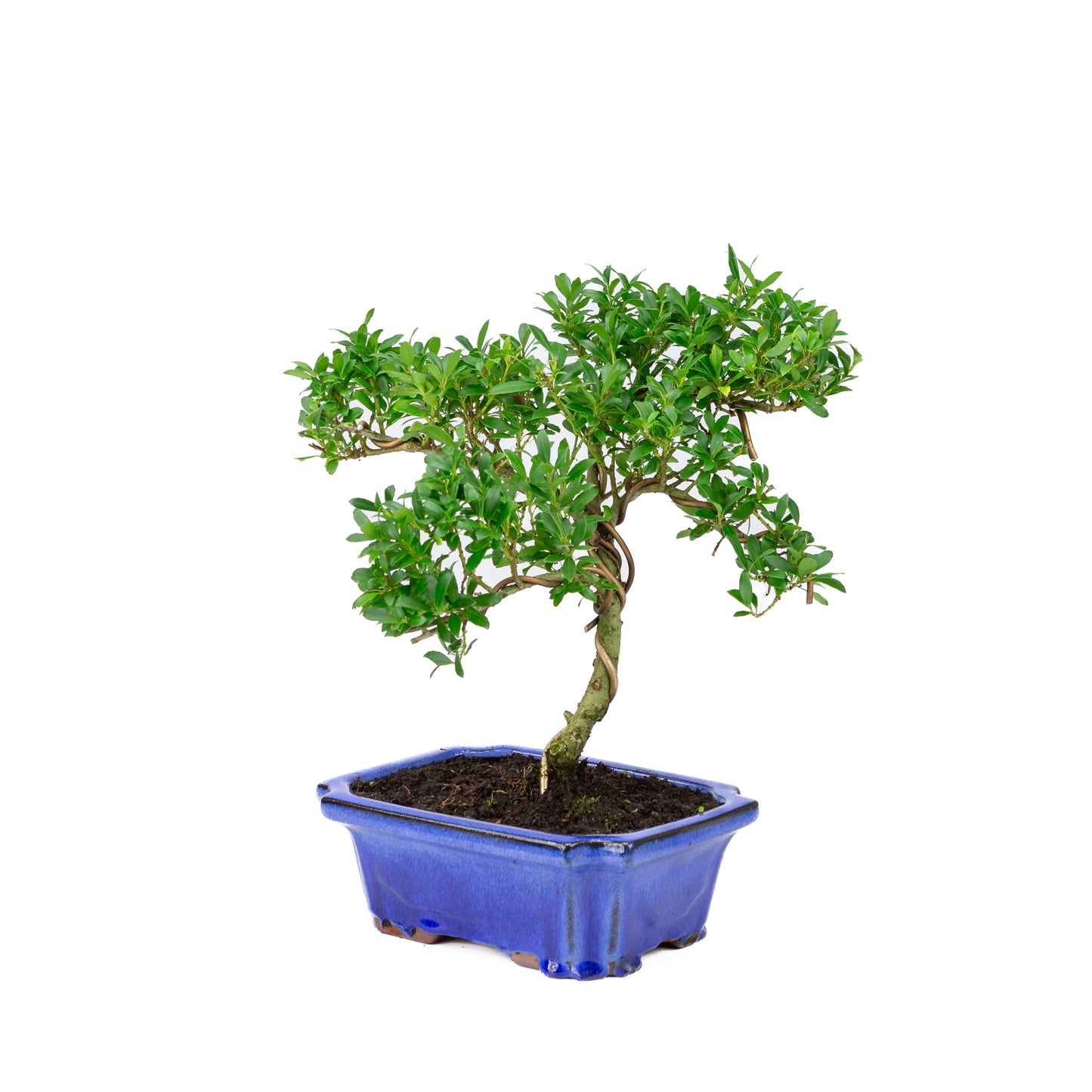Ilex crenata pot bleu 20 cm, hauteur ~36 cm