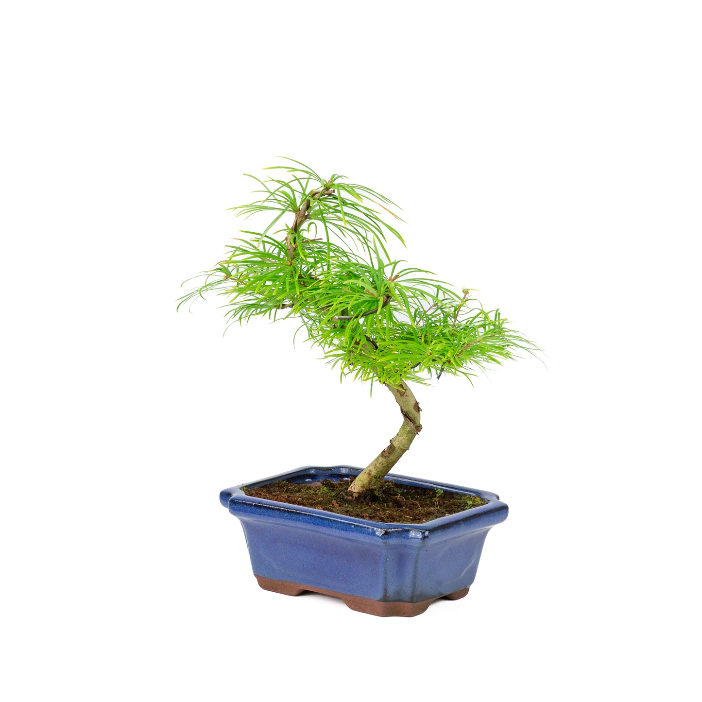 Pseudolarix amabilis dans un pot bleu 20 cm, hauteur ~40 cm