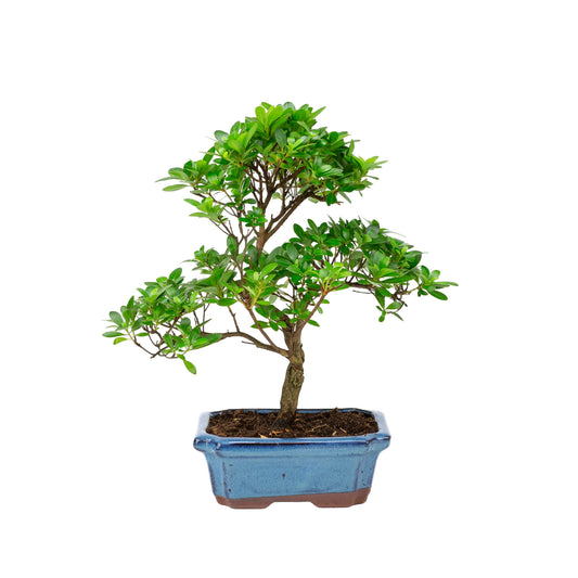 Rhododendron indicum pot bleu en forme de S 18 cm, hauteur ~36 cm