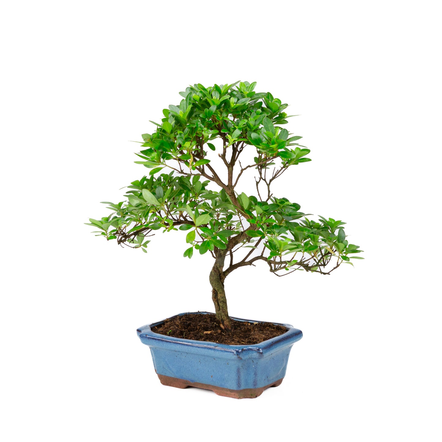 Rhododendron indicum pot bleu en forme de S 18 cm, hauteur ~36 cm