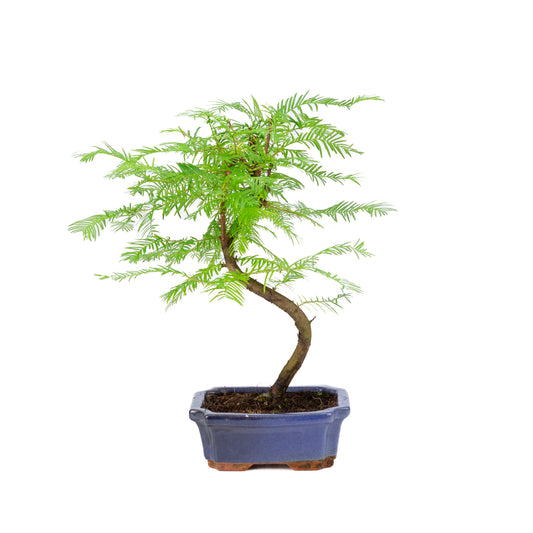 Metasequoia glyptostroboides pot 15cm, hoogte ~35cm