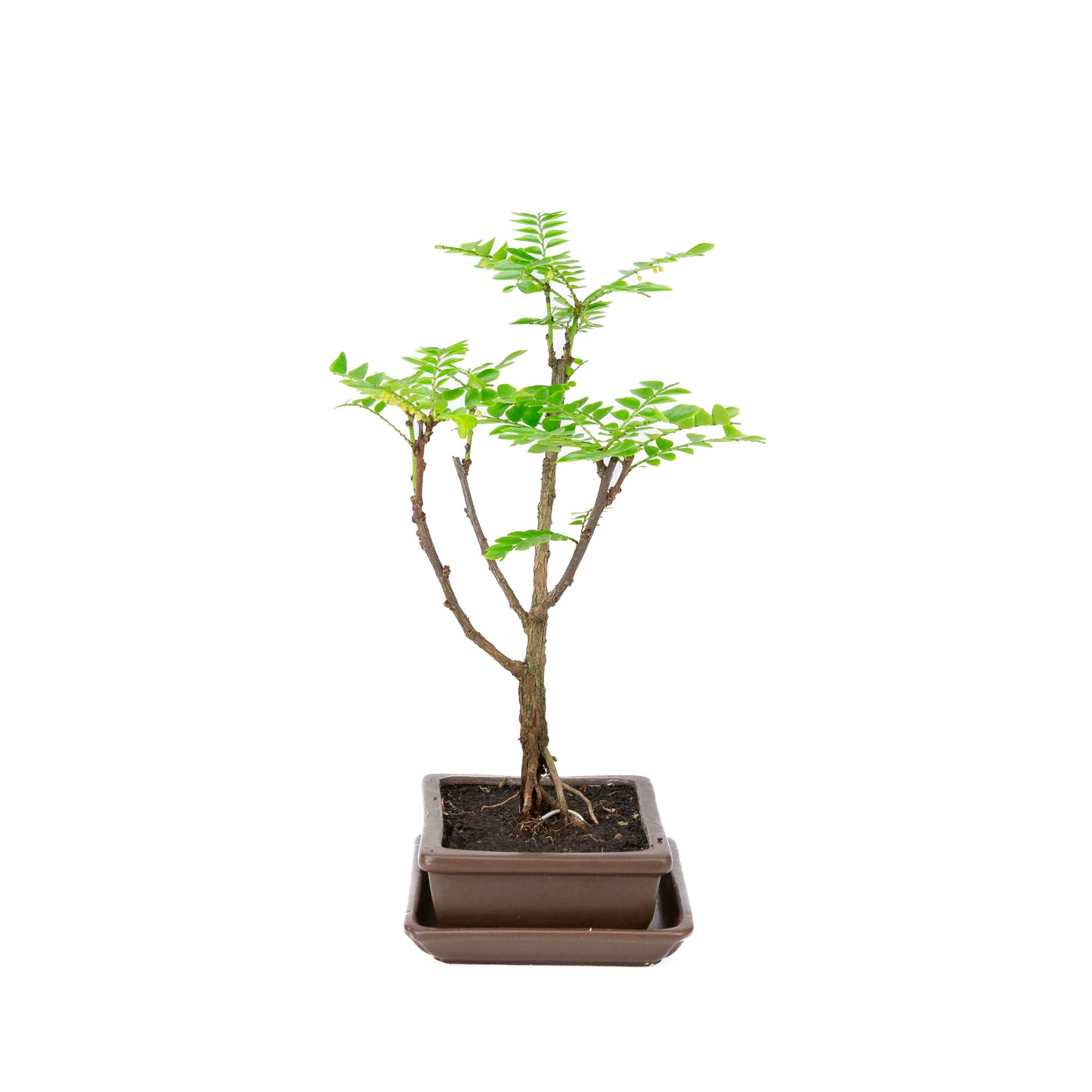 Phyllanthus buxifolius Bonsai in bruine pot 15.5cm, hoogte ~33cm