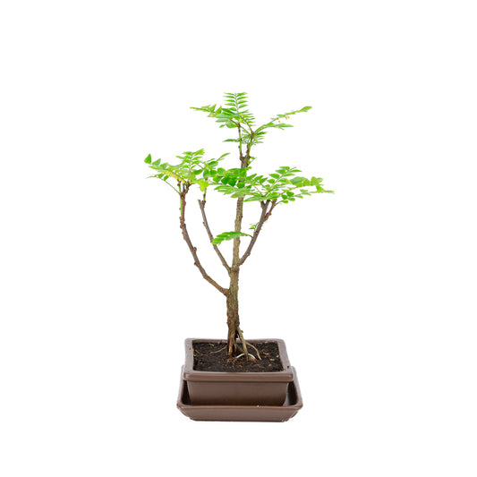 Phyllanthus buxifolius Bonsai in bruine pot 15.5cm, hoogte ~33cm