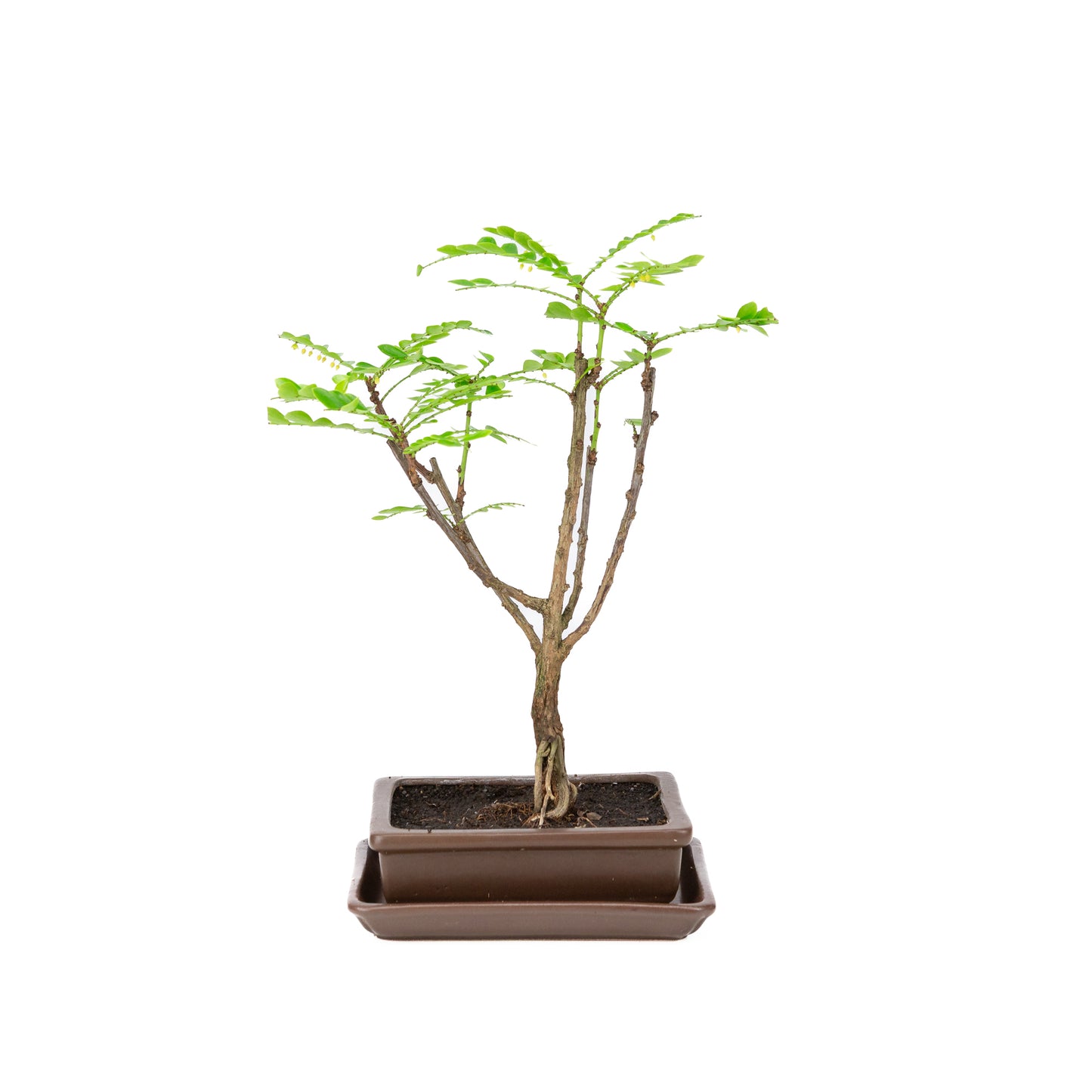 Phyllanthus buxifolius Bonsai in bruine pot 15.5cm, hoogte ~33cm