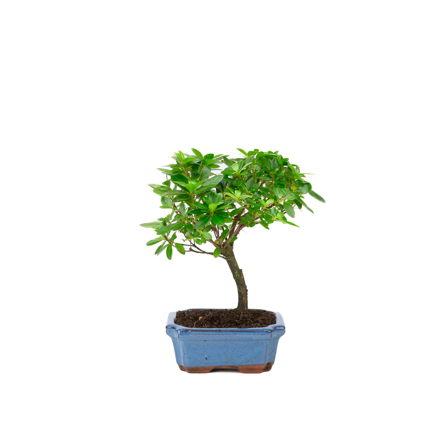 Rhododendron indicum en forme de balai, pot bleu 15 cm, hauteur ~27 cm