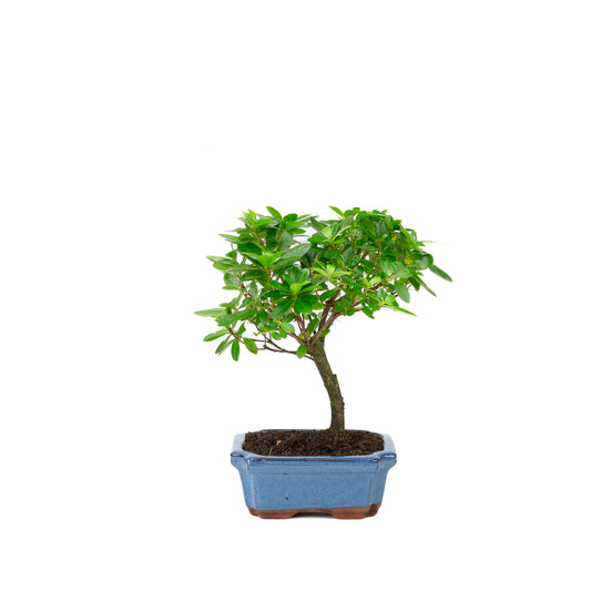 Rhododendron indicum en forme de balai, pot bleu 15 cm, hauteur ~27 cm