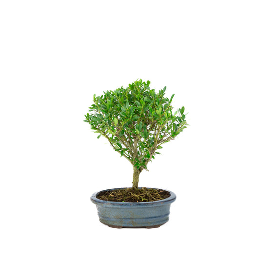 Ilex crenata Bonsaï dans un pot bleu 15 cm, hauteur 25 cm