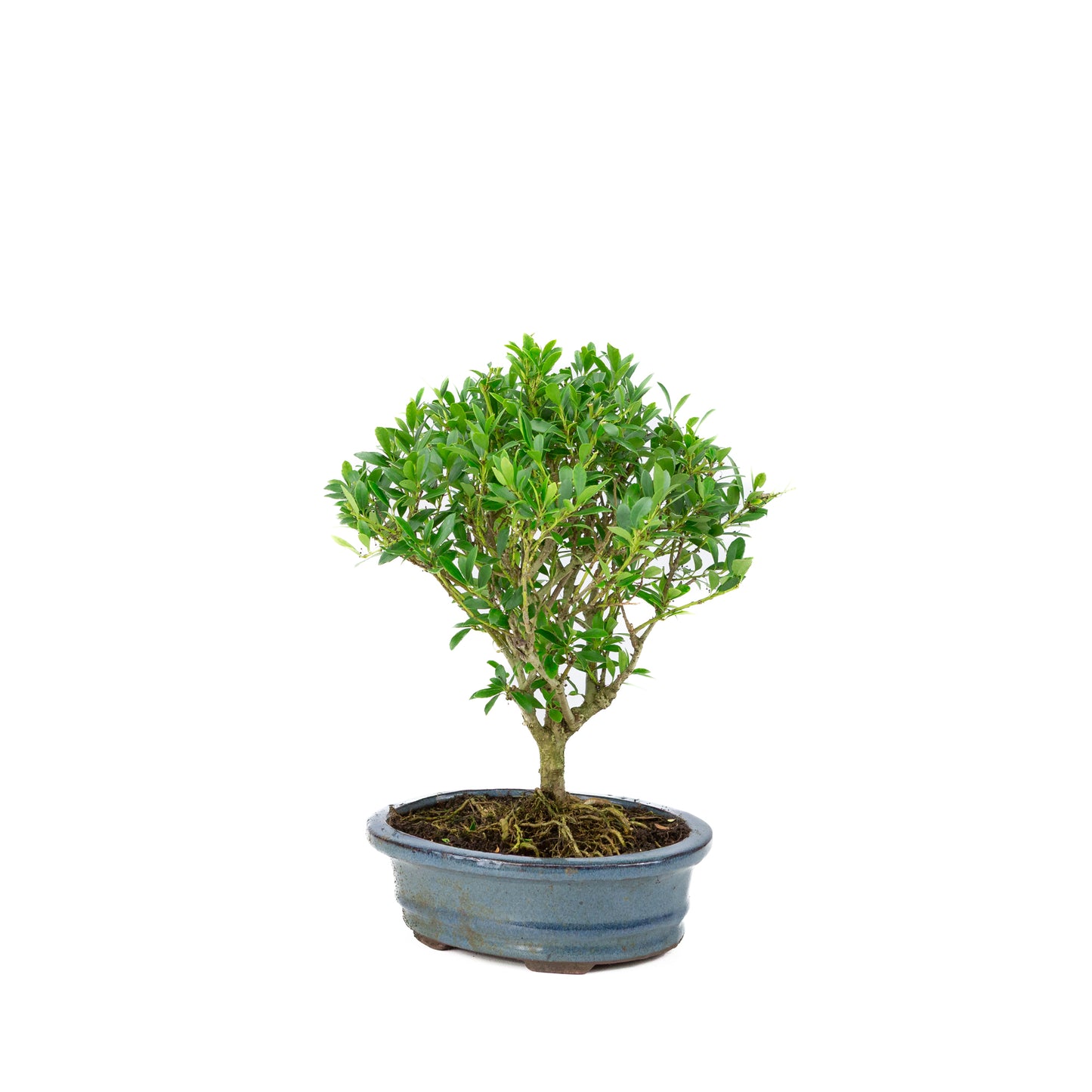 Ilex crenata Bonsaï dans un pot bleu 15 cm, hauteur 25 cm