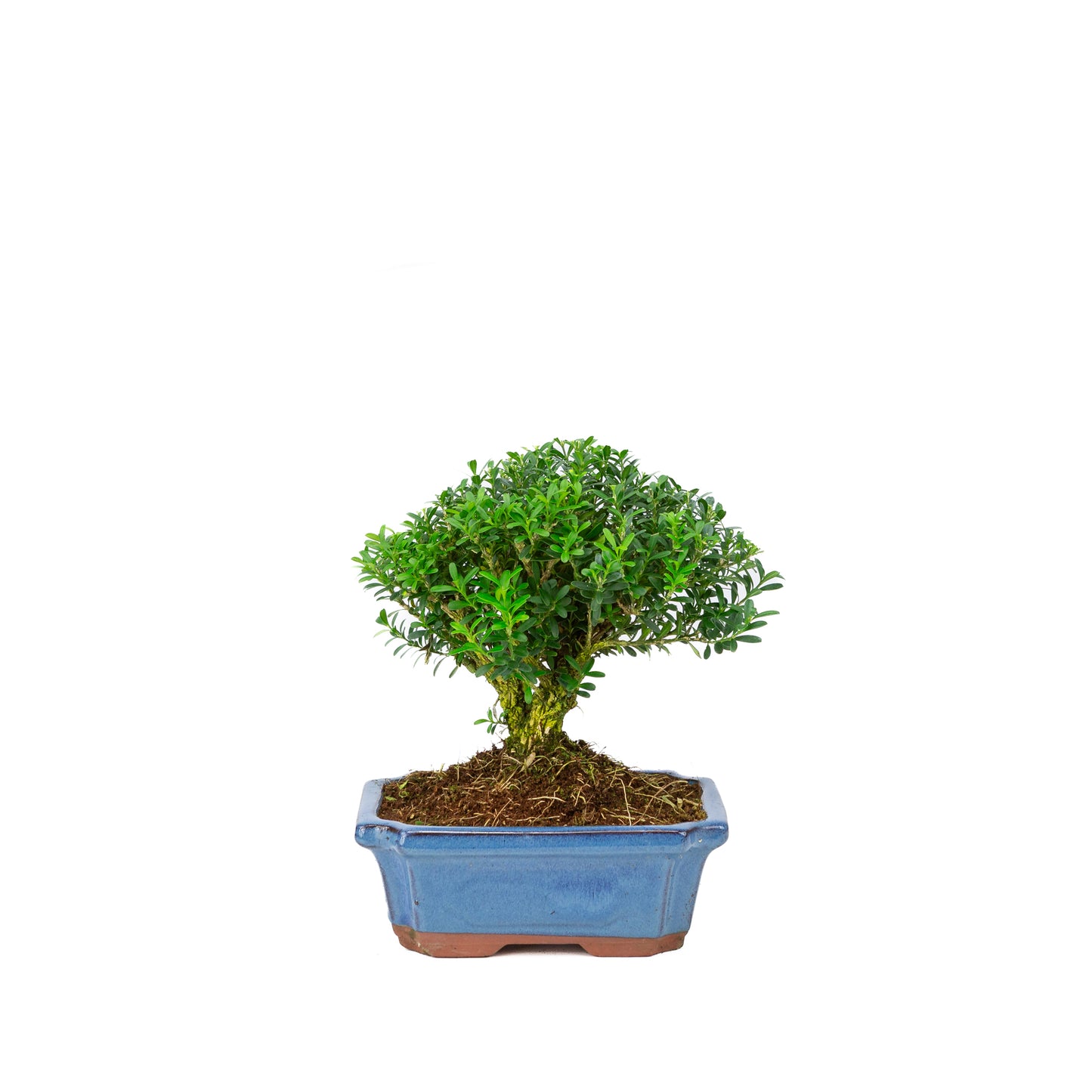 Buxus harlandii en forme de balai dans un pot bleu 15 cm, hauteur ~25 cm